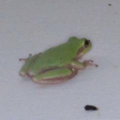 Hyla femoralis