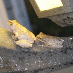 Hyla femoralis
