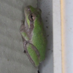 Hyla femoralis
