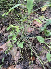 Equisetum sylvaticum