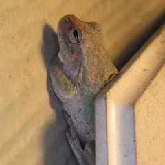 Hyla femoralis