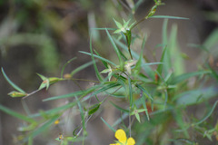 Ludwigia