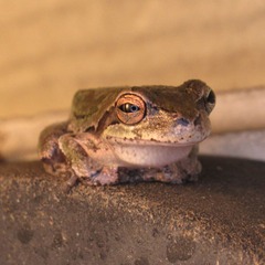 Hyla femoralis