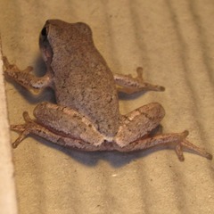 Hyla femoralis