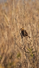 Ammospiza nelsoni