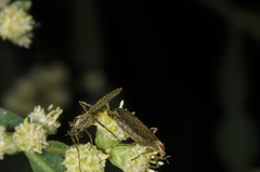 Bibionidae