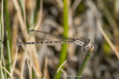 Argia alberta