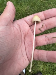 Conocybe apala