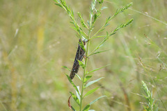 Schistocerca americana