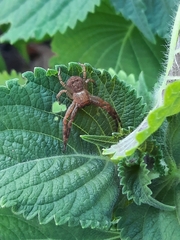 Xysticus