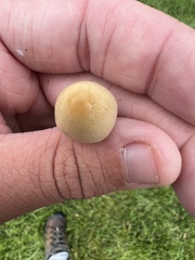 Conocybe apala