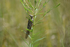 Schistocerca americana