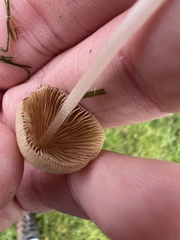 Conocybe apala
