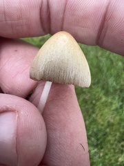 Conocybe apala