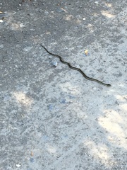 Thamnophis elegans terrestris