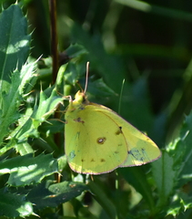 Colias eurytheme