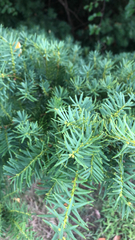 Taxus cuspidata