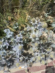Eryngium maritimum