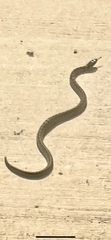 Thamnophis marcianus