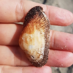 Barbatia barbata