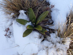 Celmisia spectabilis spectabilis