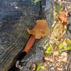 Flammulaster erinaceellus