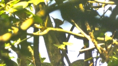 Dryocopus lineatus