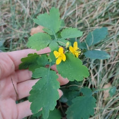 Chelidonium majus
