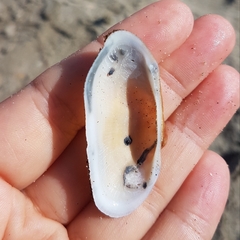 Barbatia barbata