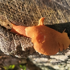 Flammulaster erinaceellus