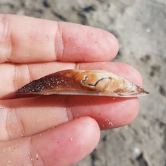 Barbatia barbata