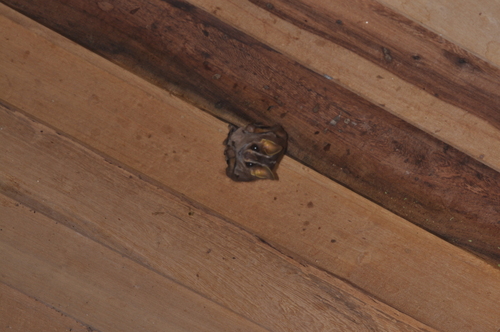 White-lined Broad-nosed Bat