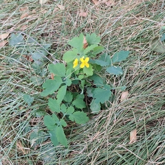 Chelidonium majus