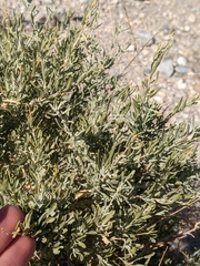 Atriplex canescens