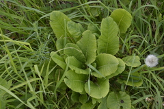 Primula veris