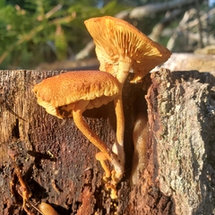 Flammulaster erinaceellus