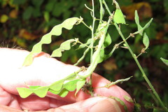 Desmodium perplexum