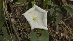 Ipomoea alba