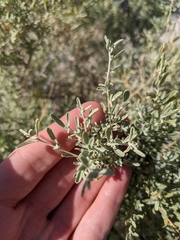 Atriplex canescens