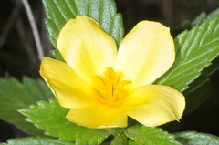 Turnera orientalis