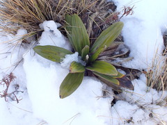 Celmisia spectabilis spectabilis