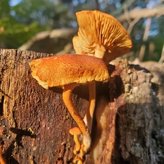 Flammulaster erinaceellus