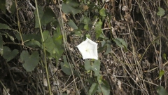 Ipomoea alba