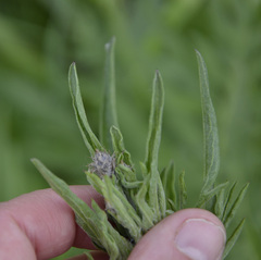 Centaurea scabiosa