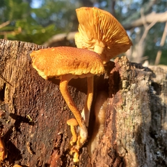 Flammulaster erinaceellus