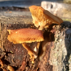 Flammulaster erinaceellus