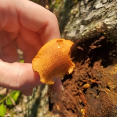 Flammulaster erinaceellus