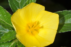 Turnera orientalis