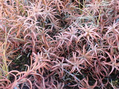 Dracophyllum recurvum