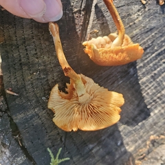 Flammulaster erinaceellus